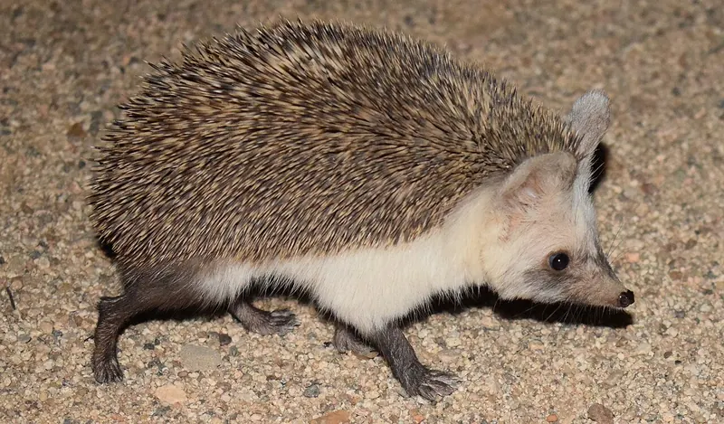 Desert hedgehog (Paraechinus aethiopicus)