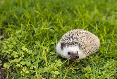 Four-toed hedgehog (Atelerix albiventris)
