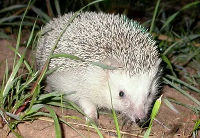 North African hedgehog (Atelerix algirus)