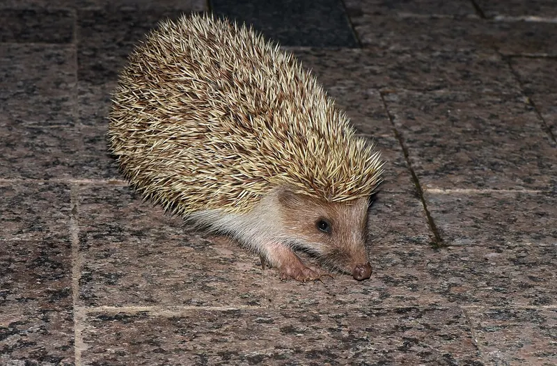 Amur hedgehog (Erinaceus amurensis)