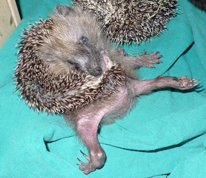 A juvenile European hedgehog with frothy saliva on its spines, self-anointing