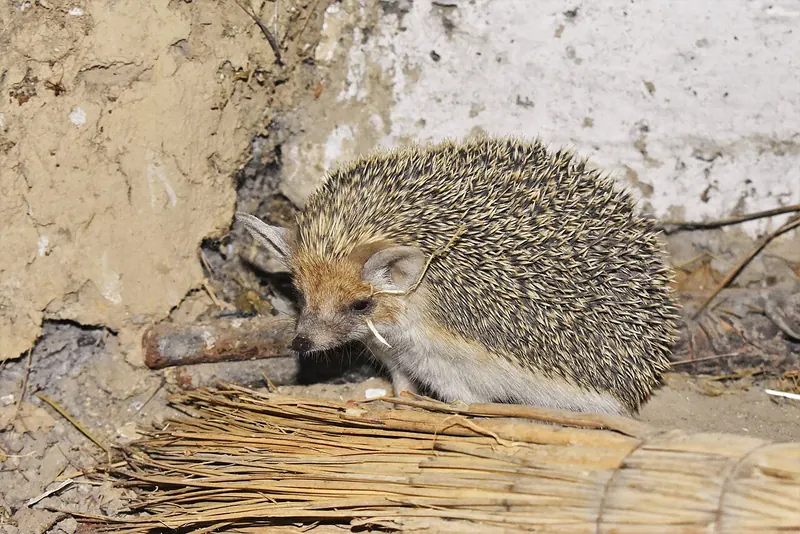 Long-eared hedgehog (Hemiechinus auritus)