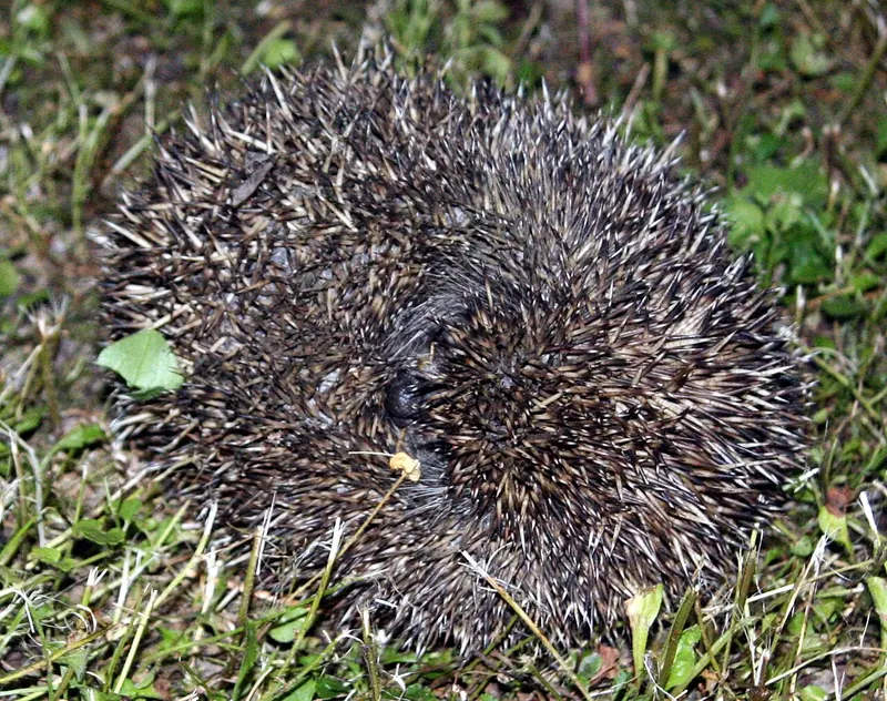 A European hedgehog almost completely rolled into a ball on grass
