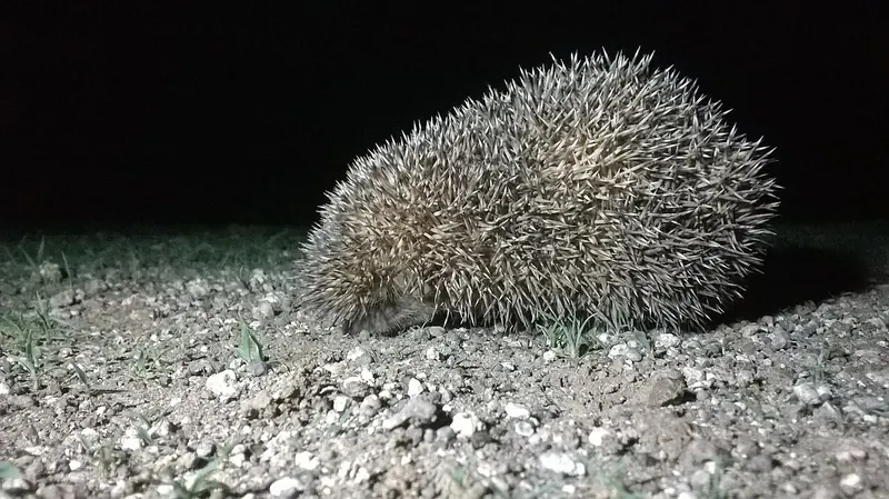 Indian long-eared hedgehog (Hemiechinus collaris)