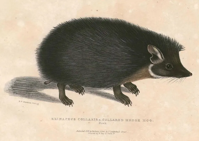 Historic hand-coloured illustration of the Indian long-eared hedgehog