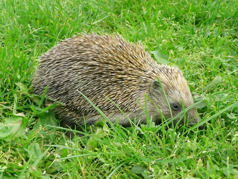 Southern white-breasted hedgehog (Erinaceus concolor)