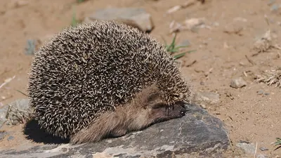 Daurian hedgehog (Mesechinus dauuricus)