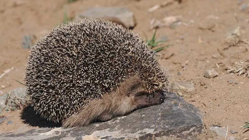 Daurian hedgehog (Mesechinus dauuricus)