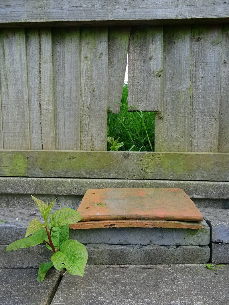 A small hole cut at the bottom of a wooden garden fence
