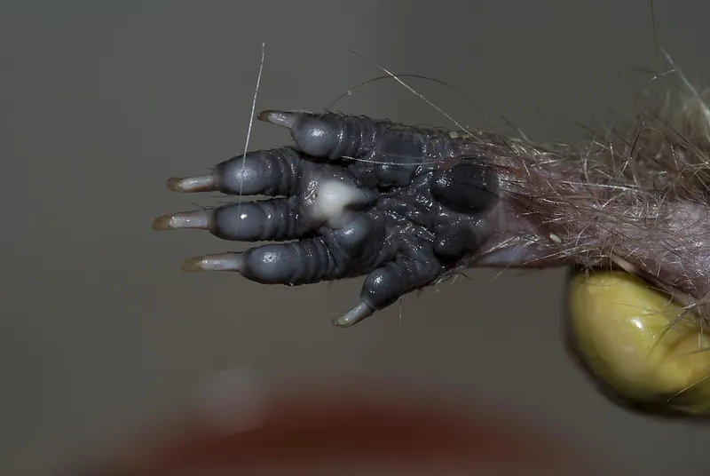 The underside of a European hedgehog’s front foot, showing five clawed toes