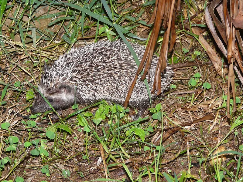 Southern African hedgehog (Atelerix frontalis)