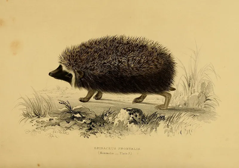 Historic hand-coloured illustration of the Southern African hedgehog
