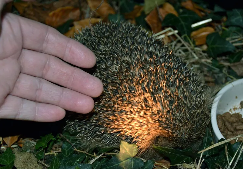 An adult hedgehog rolled up beside a person’s hand at night in a British garden