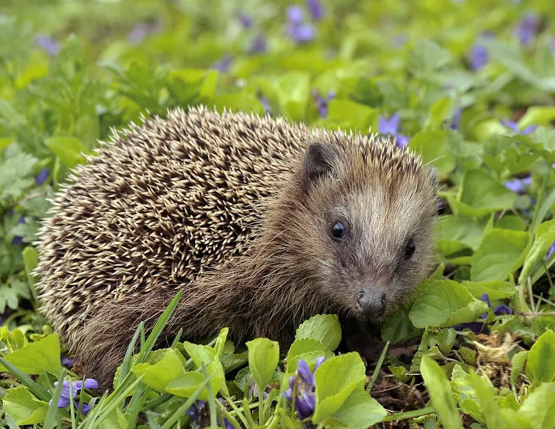 A young European hedgehog in grass and violets, looking at the camera