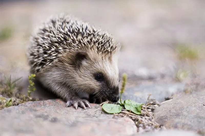 A young European hedgehog with soft pale spines on stony ground