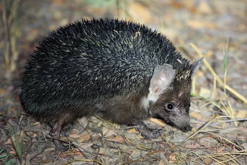 Brandt's hedgehog (Paraechinus hypomelas)