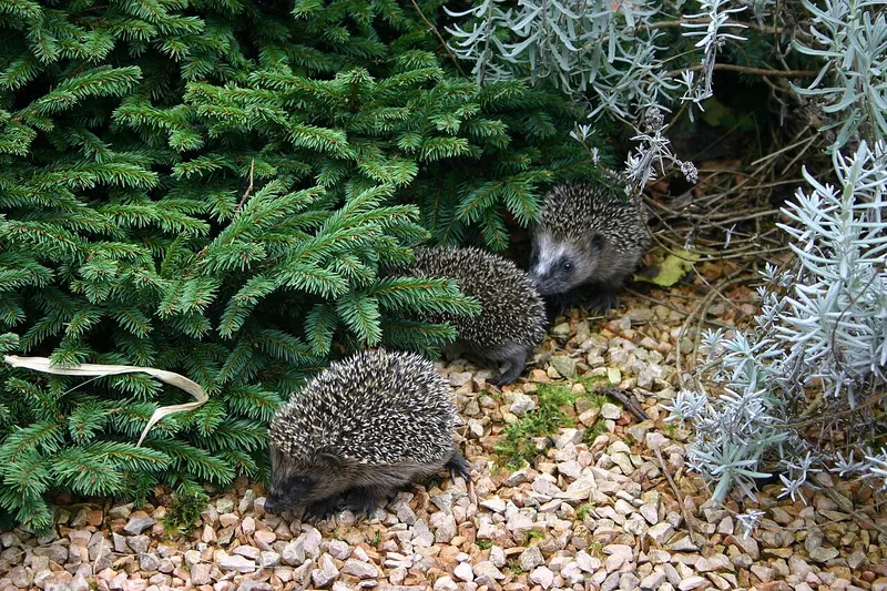 Three young European hedgehogs in a Dutch garden