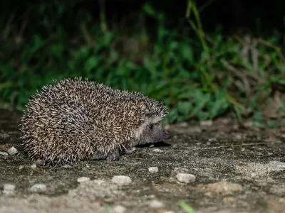 Bare-bellied hedgehog (Paraechinus nudiventris)