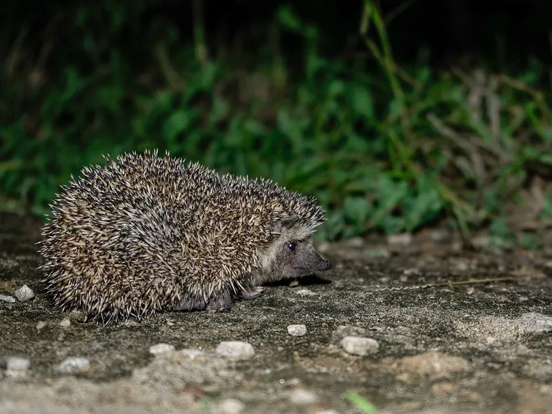 Bare-bellied hedgehog (Paraechinus nudiventris)