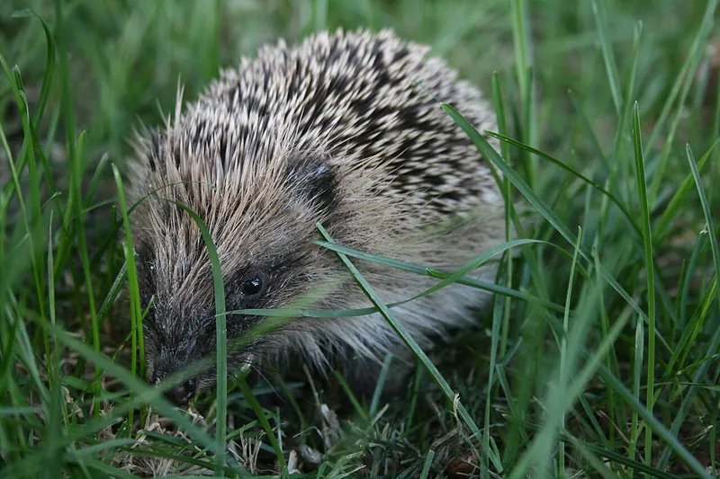A European hedgehog in New Zealand, standing on grass