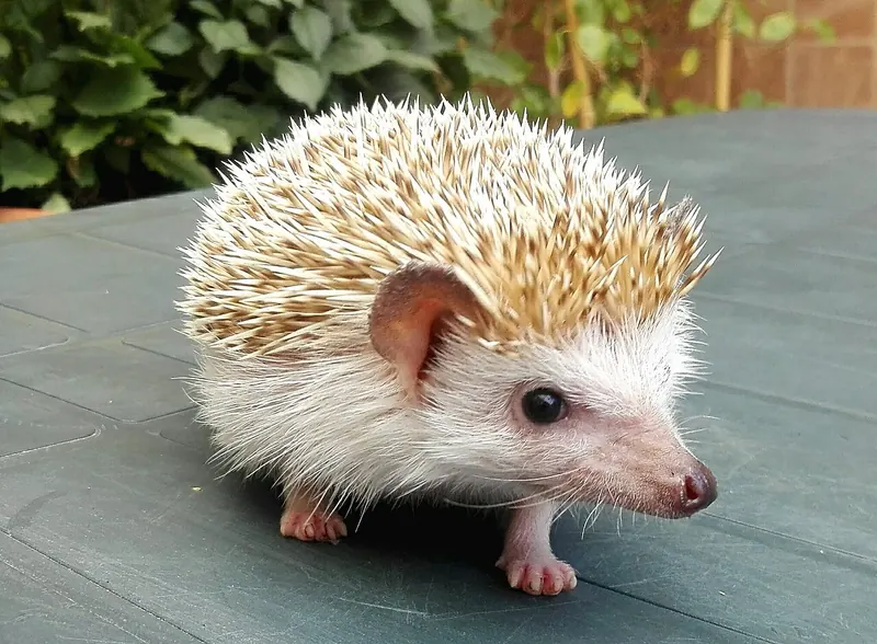 A pale four-toed (African pygmy) hedgehog with large ears standing on a wooden table