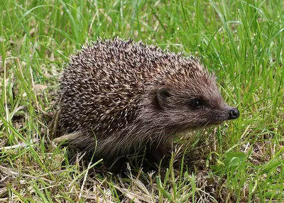 Northern white-breasted hedgehog (Erinaceus roumanicus)