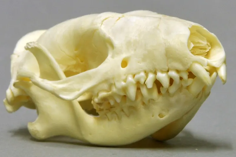 Skull of a European hedgehog from the side, showing many small sharp teeth