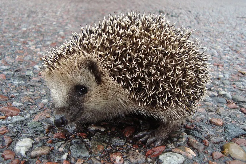 A juvenile European hedgehog walking on tarmac in Sweden, its legs visible under its spines